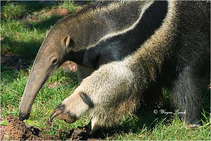 Giant Anteater 102 by Dr. Wayne Lynch &copy;
